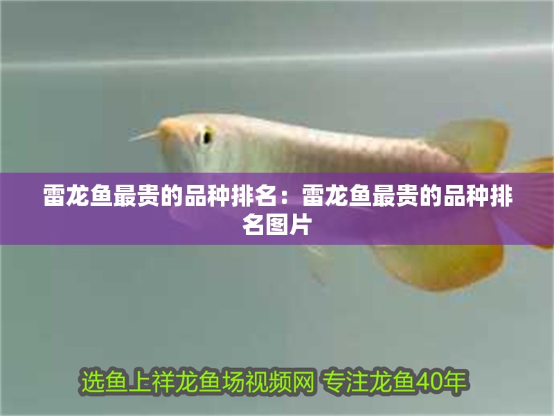 雷龍魚最貴的品種排名：雷龍魚最貴的品種排名圖片