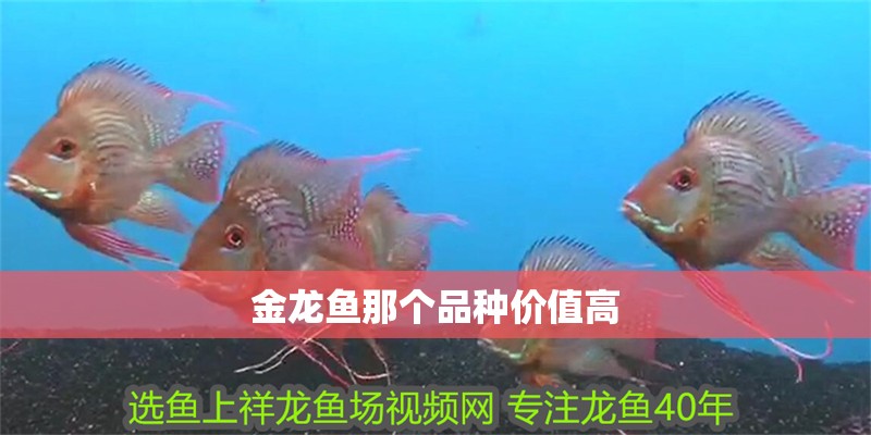 金龍魚那個品種價值高