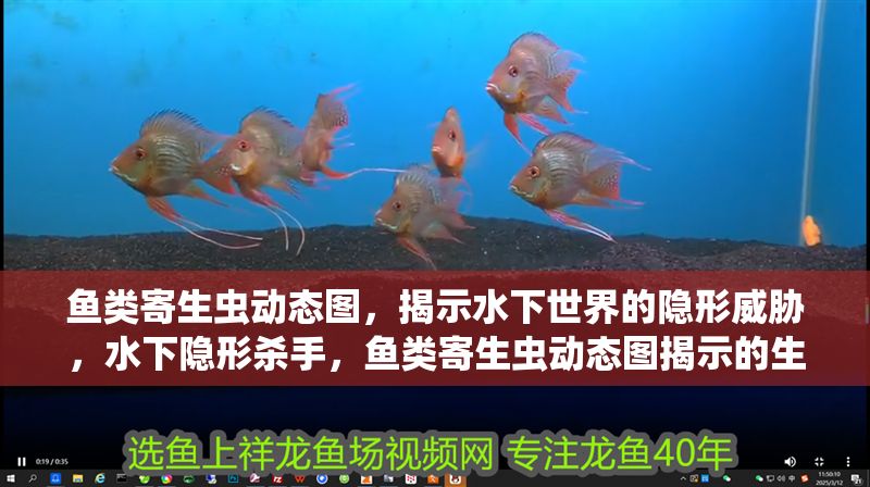 魚類寄生蟲動態圖，揭示水下世界的隱形威脅，水下隱形殺手，魚類寄生蟲動態圖揭示的生態威脅