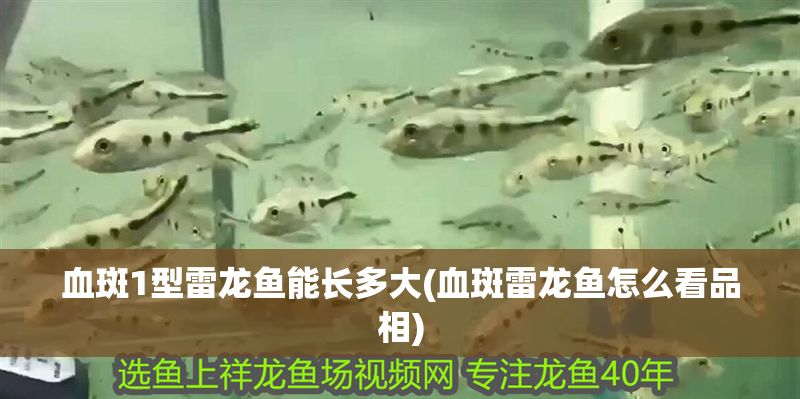 血斑1型雷龍魚能長多大(血斑雷龍魚怎么看品相) 血斑1型雷龍魚能長多大(血斑雷龍魚怎么看品相) 魟魚百科 第1張