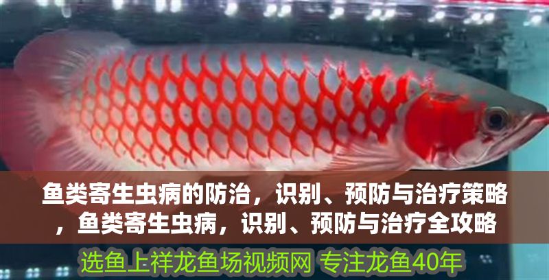 魚類寄生蟲病的防治,識別、預防與治療策略,魚類寄生蟲病,識別、預防與治療全攻略