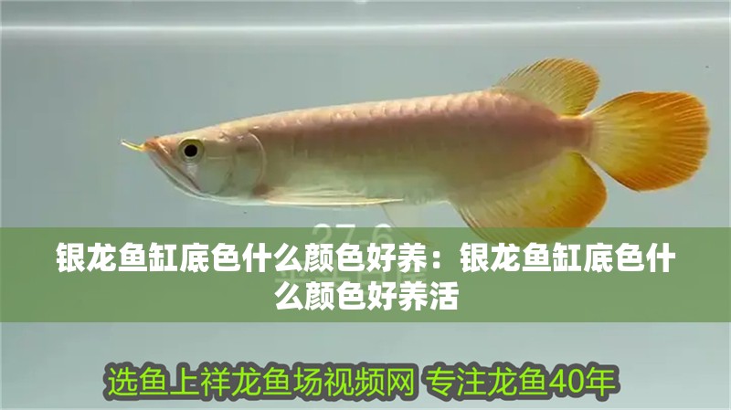 銀龍魚缸底色什么顏色好養：銀龍魚缸底色什么顏色好養活