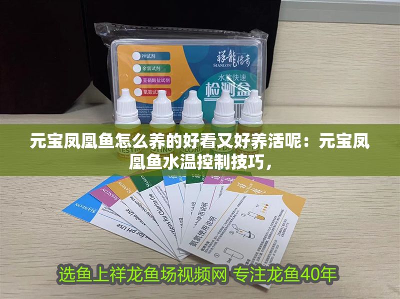 元寶鳳凰魚怎么養(yǎng)的好看又好養(yǎng)活呢:元寶鳳凰魚水溫控制技巧, 元寶鳳凰魚百科 第1張 元寶鳳凰魚怎么養(yǎng)的好看又好養(yǎng)活呢:元寶鳳凰魚水溫控制技巧, 元寶鳳凰魚怎么養(yǎng)的好看又好養(yǎng)活呢:元寶鳳凰魚水溫控制技巧, 元寶鳳凰魚百科 第1張