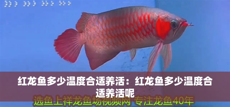 紅龍魚多少溫度合適養活：紅龍魚多少溫度合適養活呢