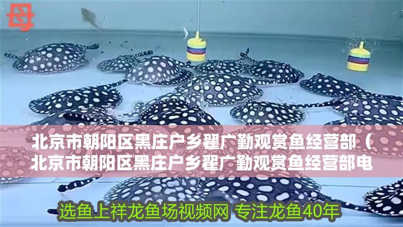 北京市朝陽區黑莊戶鄉翟廣勤觀賞魚經營部（北京市朝陽區黑莊戶鄉翟廣勤觀賞魚經營部電話） 北京市朝陽區黑莊戶鄉翟廣勤觀賞魚經營部（北京市朝陽區黑莊戶鄉翟廣勤觀賞魚經營部電話） 全國水族館企業名錄 第1張