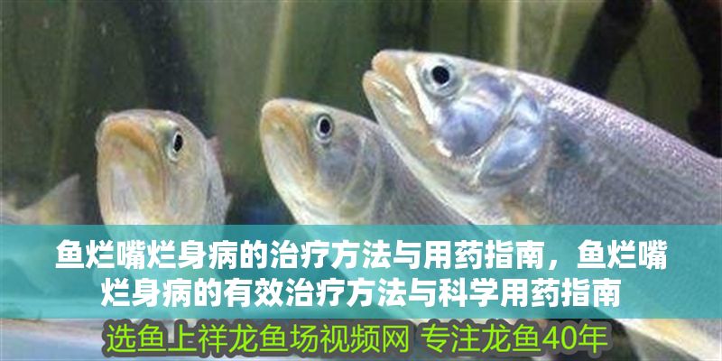 魚爛嘴爛身病的治療方法與用藥指南，魚爛嘴爛身病的有效治療方法與科學用藥指南