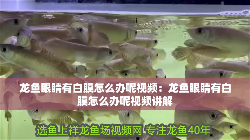 龍魚眼睛有白膜怎么辦呢視頻：龍魚眼睛有白膜怎么辦呢視頻講解