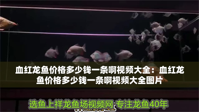 血紅龍魚價格多少錢一條啊視頻大全：血紅龍魚價格多少錢一條啊視頻大全圖片