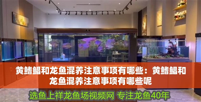 黃鰭鯧和龍魚混養(yǎng)注意事項(xiàng)有哪些：黃鰭鯧和龍魚混養(yǎng)注意事項(xiàng)有哪些呢
