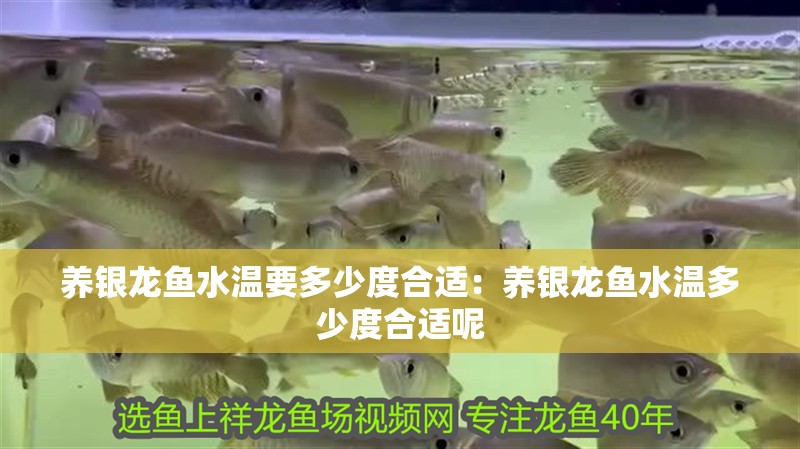 養銀龍魚水溫要多少度合適：養銀龍魚水溫多少度合適呢 養銀龍魚水溫要多少度合適：養銀龍魚水溫多少度合適呢 水族問答
