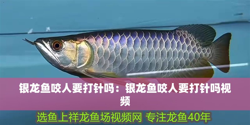銀龍魚咬人要打針嗎：銀龍魚咬人要打針嗎視頻