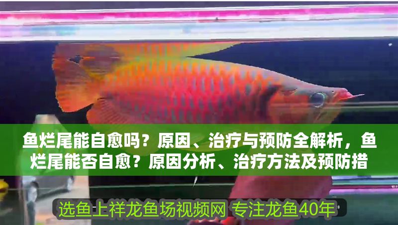 魚爛尾能自愈嗎？原因、治療與預防全解析，魚爛尾能否自愈？原因分析、治療方法及預防措施全指南