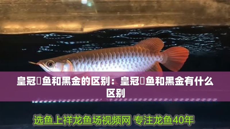皇冠魟魚和黑金的區別：皇冠魟魚和黑金有什么區別