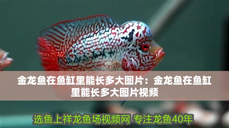 金龍魚在魚缸里能長多大圖片：金龍魚在魚缸里能長多大圖片視頻