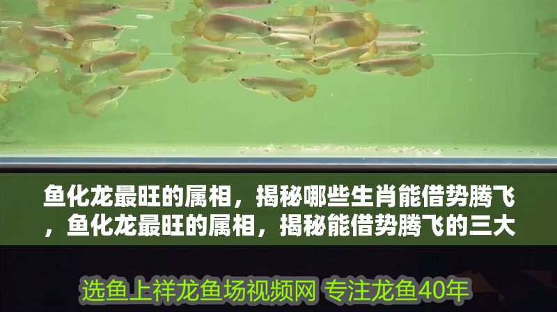 魚化龍最旺的屬相，揭秘哪些生肖能借勢騰飛，魚化龍最旺的屬相，揭秘能借勢騰飛的三大生肖