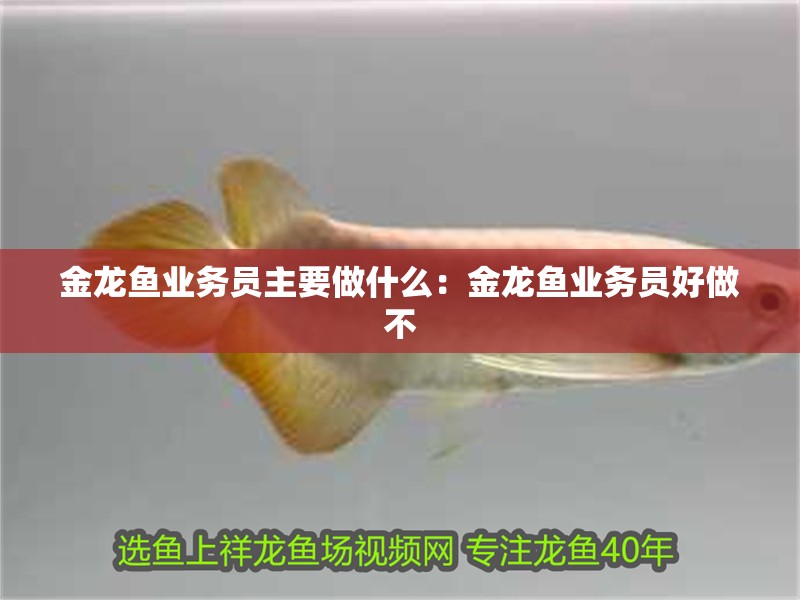 金龍魚業務員主要做什么：金龍魚業務員好做不 金龍魚業務員主要做什么：金龍魚業務員好做不 水族問答