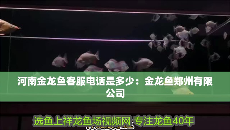 <strong><mark>河南</mark></strong>金龍魚客服電話是多少：金龍魚鄭州有限公司