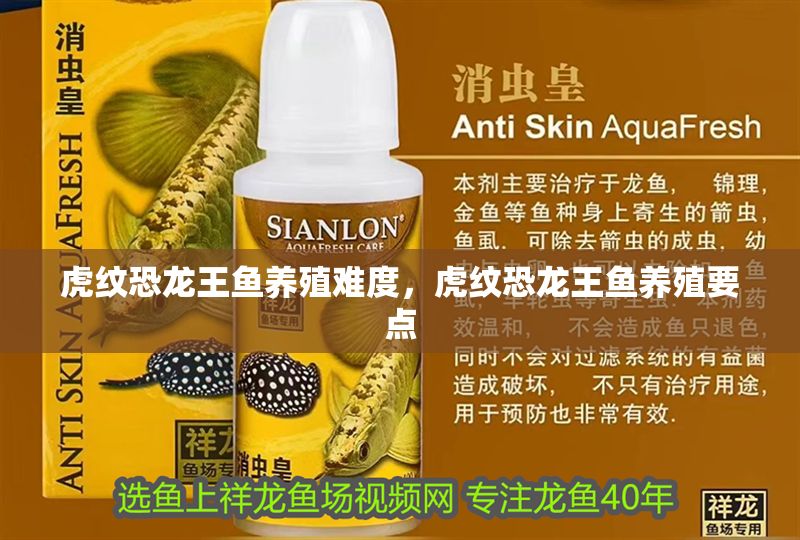 虎紋恐龍王魚養殖難度，虎紋恐龍王魚養殖要點