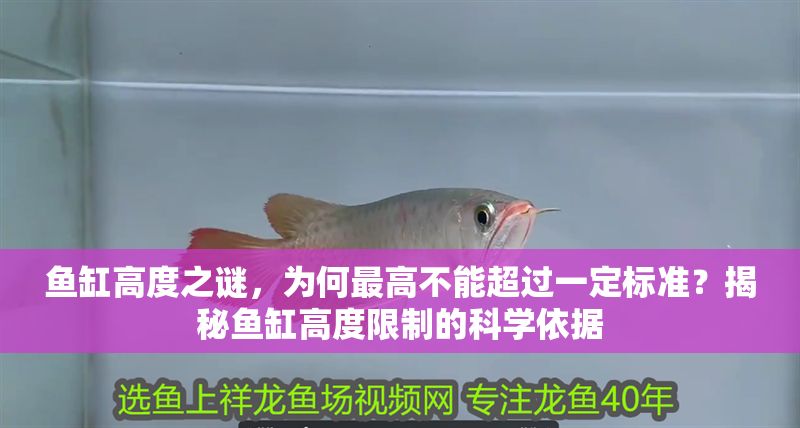 魚缸高度之謎，為何最高不能超過一定標(biāo)準(zhǔn)？揭秘魚缸高度限制的科學(xué)依據(jù)