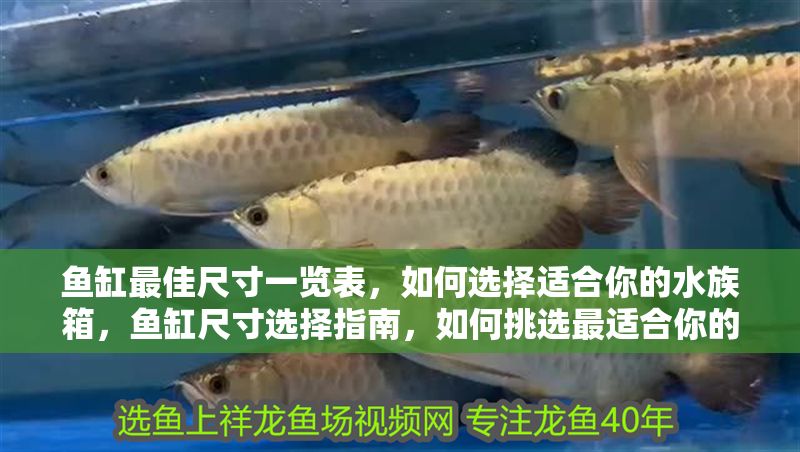 魚缸最佳尺寸一覽表，如何選擇適合你的水族箱，魚缸尺寸選擇指南，如何挑選最適合你的水族箱
