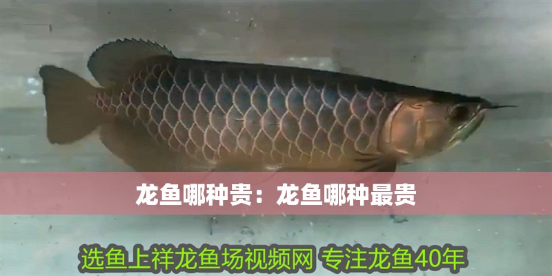 龍魚哪種貴:龍魚哪種最貴 水族問答 龍魚哪種貴:龍魚哪種最貴 龍魚哪種貴:龍魚哪種最貴 水族問答