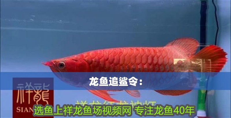 龍魚追鯊令： 龍魚追鯊令： 水族問答