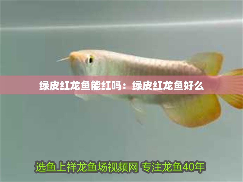 綠皮紅龍魚能紅嗎：綠皮紅龍魚好么