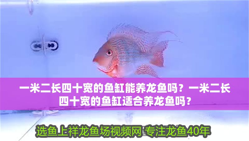 一米二長四十寬的魚缸能養龍魚嗎？一米二長四十寬的魚缸適合養龍魚嗎？