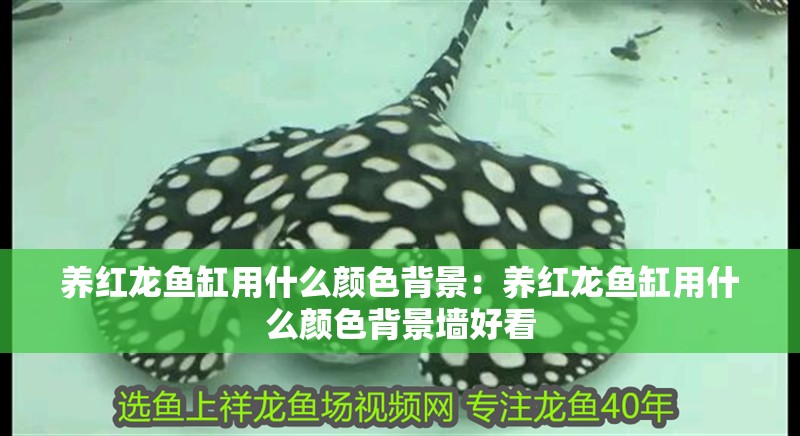 養紅龍魚缸用什么顏色背景：養紅龍魚缸用什么顏色背景墻好看