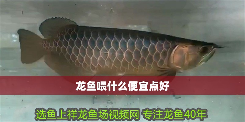 龍魚喂什么便宜點好 龍魚喂什么便宜點好 龍魚百科 第2張