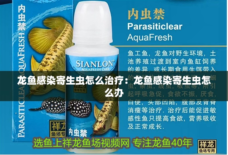 龍魚感染寄生蟲怎么治療：龍魚感染寄生蟲怎么辦