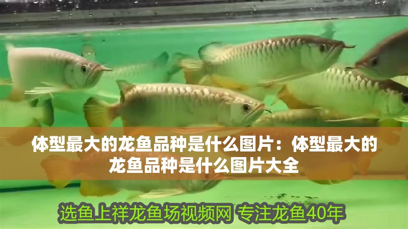 體型最大的龍魚品種是什么圖片:體型最大的龍魚品種是什么圖片大全 水族問答 體型最大的龍魚品種是什么圖片:體型最大的龍魚品種是什么圖片大全 體型最大的龍魚品種是什么圖片:體型最大的龍魚品種是什么圖片大全 水族問答