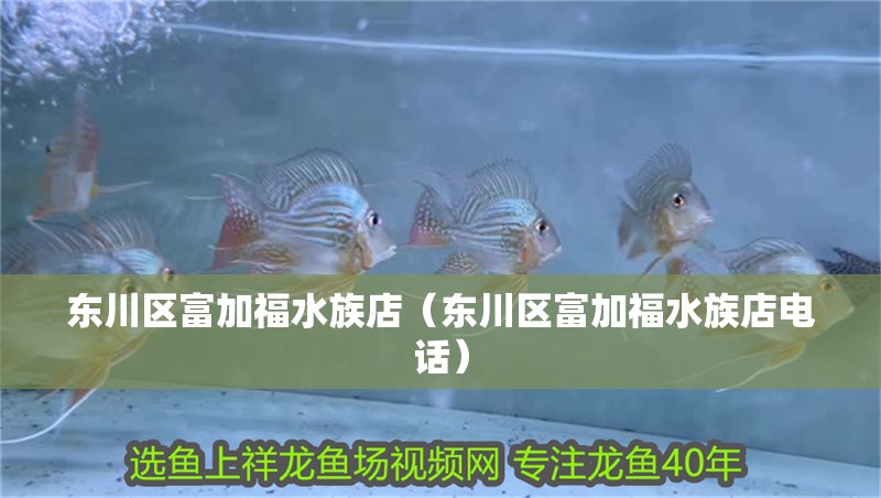 東川區(qū)富加福水族店（東川區(qū)富加福水族店電話）
