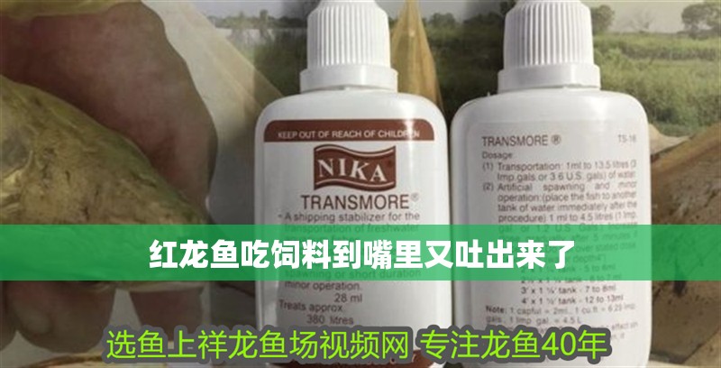 紅龍魚吃飼料到嘴里又吐出來了