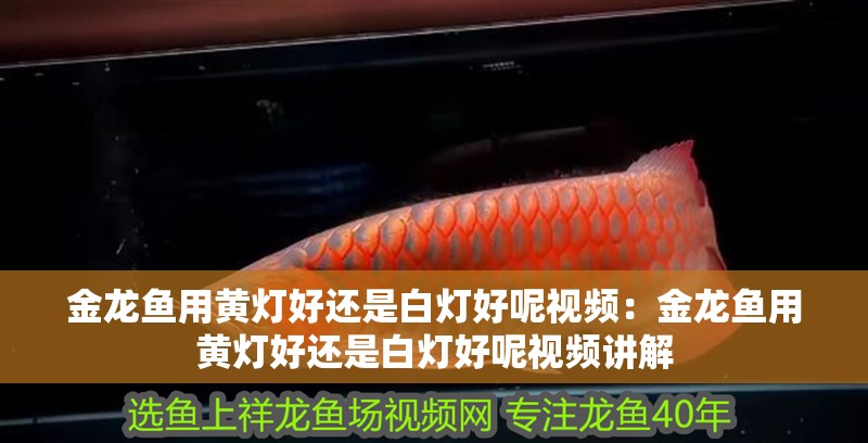 金龍魚用黃燈好還是白燈好呢視頻:金龍魚用黃燈好還是白燈好呢視頻講解 水族問答 金龍魚用黃燈好還是白燈好呢視頻:金龍魚用黃燈好還是白燈好呢視頻講解 金龍魚用黃燈好還是白燈好呢視頻:金龍魚用黃燈好還是白燈好呢視頻講解 水族問答