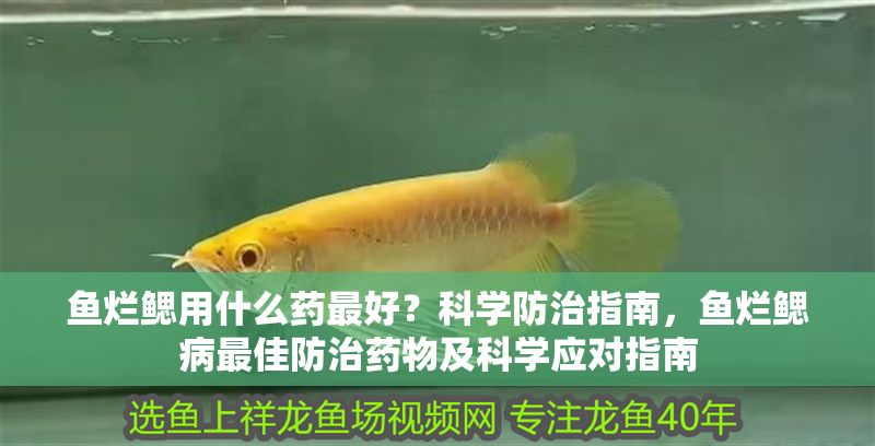 魚爛鰓用什么藥最好？科學防治指南，魚爛鰓病最佳防治藥物及科學應對指南