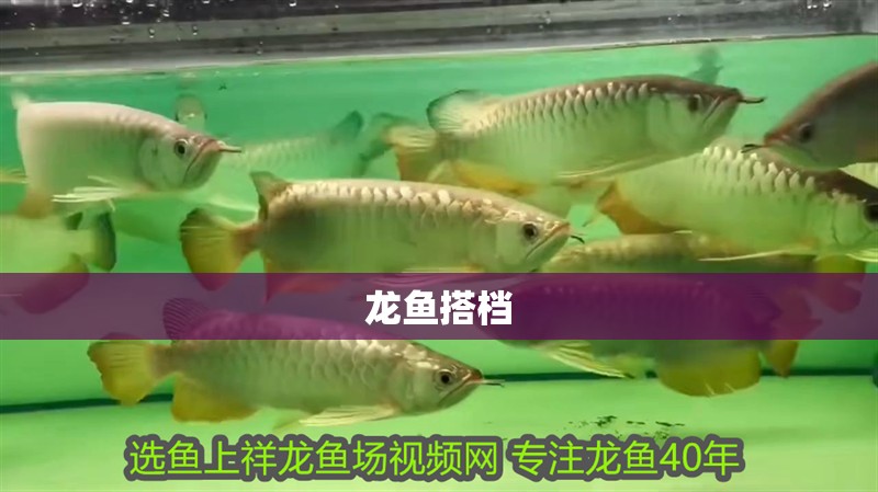 龍魚搭檔