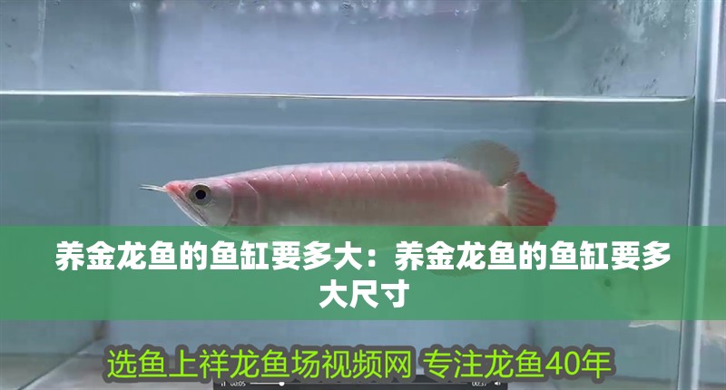 養金龍魚的魚缸要多大：養金龍魚的魚缸要多大尺寸 養金龍魚的魚缸要多大：養金龍魚的魚缸要多大尺寸 水族問答