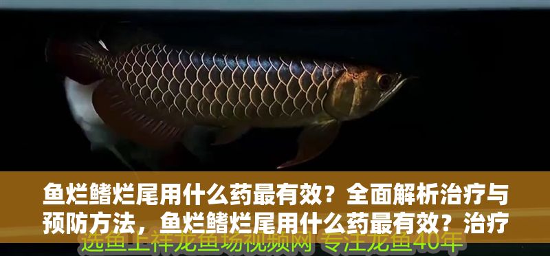 魚爛鰭爛尾用什么藥最有效？全面解析治療與預防方法，魚爛鰭爛尾用什么藥最有效？治療與預防全攻略