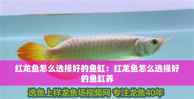 紅龍魚怎么選擇好的魚缸：紅龍魚怎么選擇好的魚缸養(yǎng) 紅龍魚怎么選擇好的魚缸：紅龍魚怎么選擇好的魚缸養(yǎng) 水族問(wèn)答