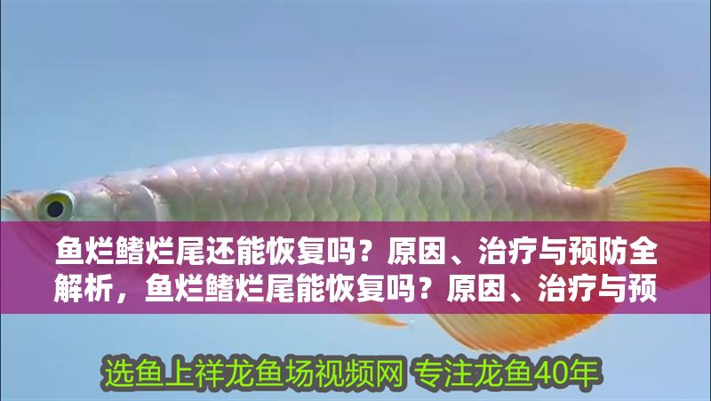 魚爛鰭爛尾還能恢復嗎？原因、治療與預防全解析，魚爛鰭爛尾能恢復嗎？原因、治療與預防全指南