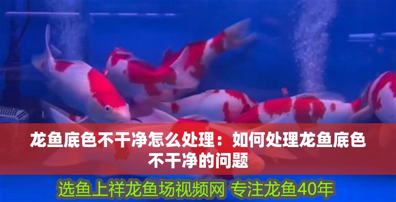 龍魚底色不干凈怎么處理：如何處理龍魚底色不干凈的問題