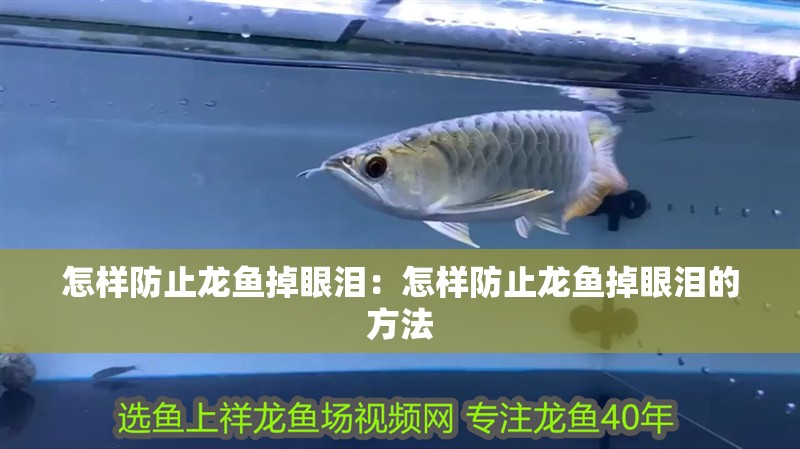 怎樣防止龍魚掉眼淚:怎樣防止龍魚掉眼淚的方法 水族問答 怎樣防止龍魚掉眼淚:怎樣防止龍魚掉眼淚的方法 怎樣防止龍魚掉眼淚:怎樣防止龍魚掉眼淚的方法 水族問答