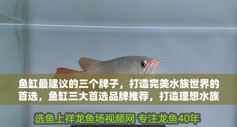 魚缸最建議的三個牌子，打造完美水族世界的首選，魚缸三大首選品牌推薦，打造理想水族世界的完美選擇