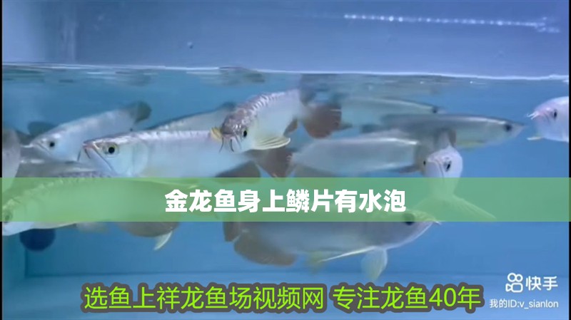 金龍魚身上鱗片有水泡
