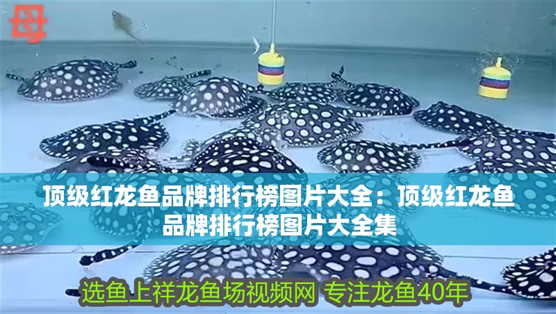 頂級(jí)紅龍魚品牌排行榜圖片大全：頂級(jí)紅龍魚品牌排行榜圖片大全集