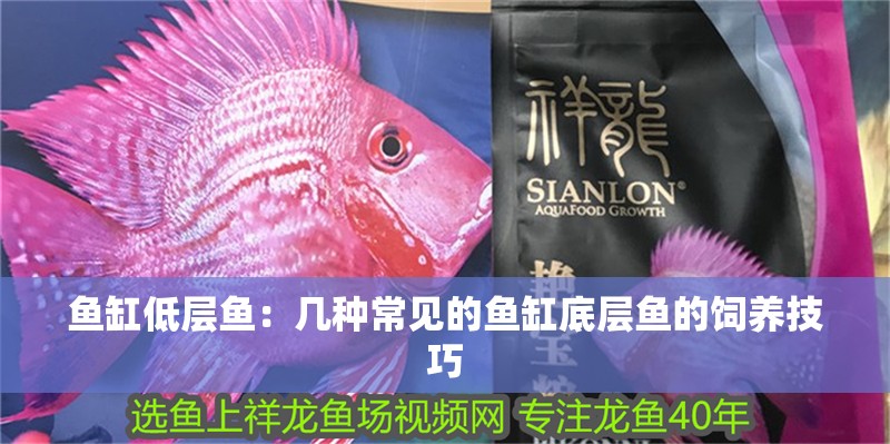 魚缸低層魚：幾種常見的魚缸底層魚的飼養技巧