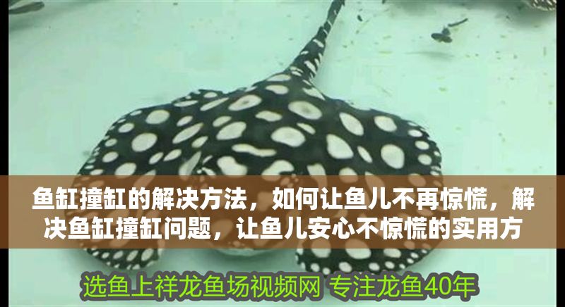 魚缸撞缸的解決方法，如何讓魚兒不再驚慌，解決魚缸撞缸問題，讓魚兒安心不驚慌的實用方法