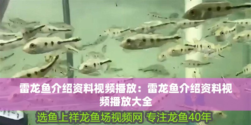雷龍魚介紹資料視頻播放：雷龍魚介紹資料視頻播放大全