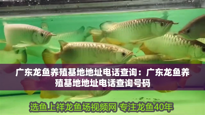 廣東龍魚養殖基地地址電話查詢：廣東龍魚養殖基地地址電話查詢號碼